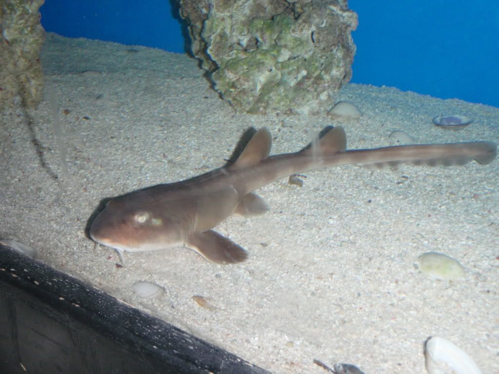 Coral catshark and Grey bamboo shark